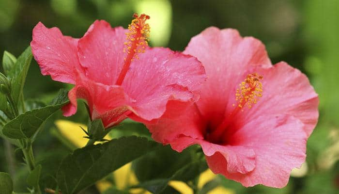 Information About Hibiscus Leaf In Hindi