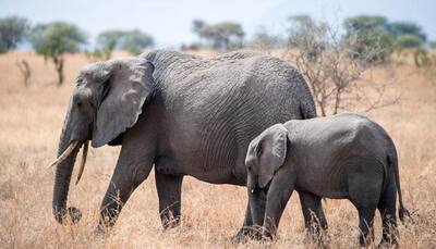 Line transect method apt for elephant count: Researchers