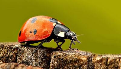 Ladybird's colour brightness reveals their toxicity