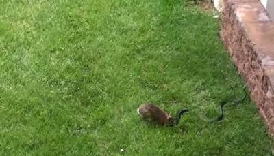 Watch: Mummy Rabbit battles with a snake to protect baby bunnies