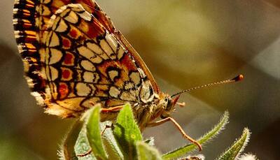 New butterfly species found in forests of Arunachal