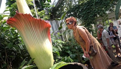 World’s largest flower 'Amorphophallus Titanum' blooms in Tokyo after 5 years!