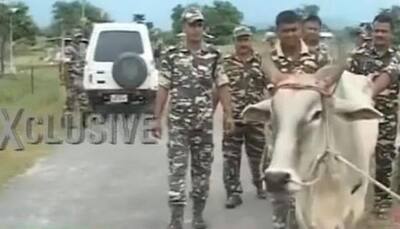 Indian Army finds cow bombs near border, Maoists hand suspected?