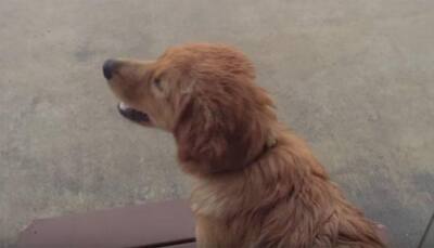 Adorable! Watch this golden retriever puppy experience rain for the first time