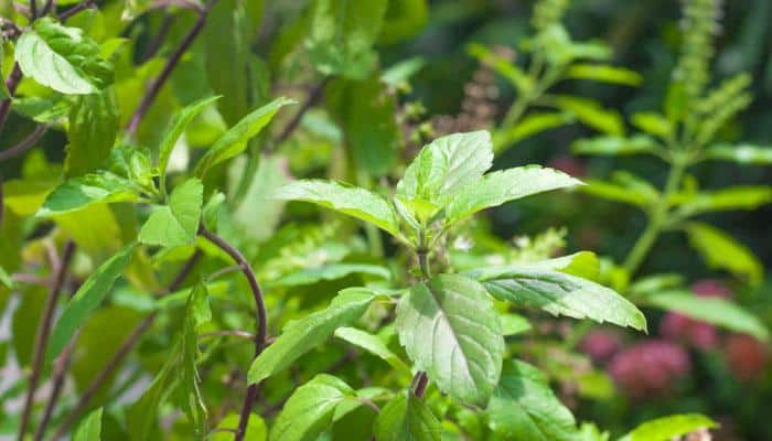 Indian scientists decode tulsi plant for first time! | Science News | Zee  News
