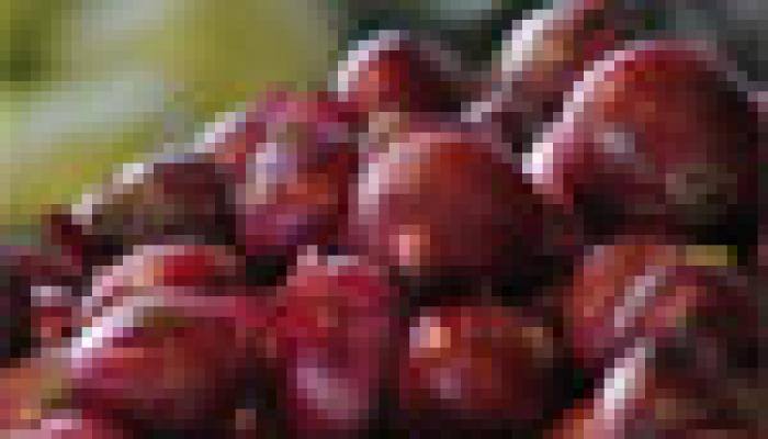 MMTC floats tender for import of 10,000 tonnes onion