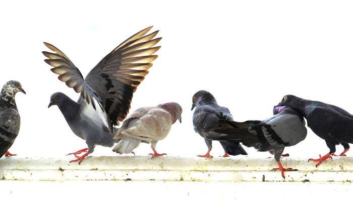 Birds too fall in love like humans