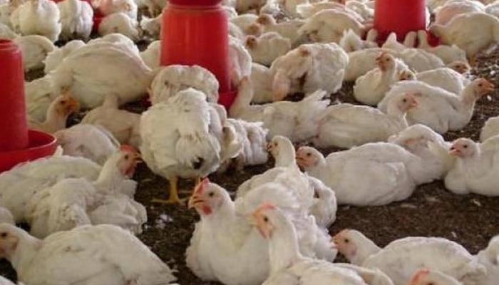 Now Bengaluru civic body bans meat on Ganesha Chaturthi