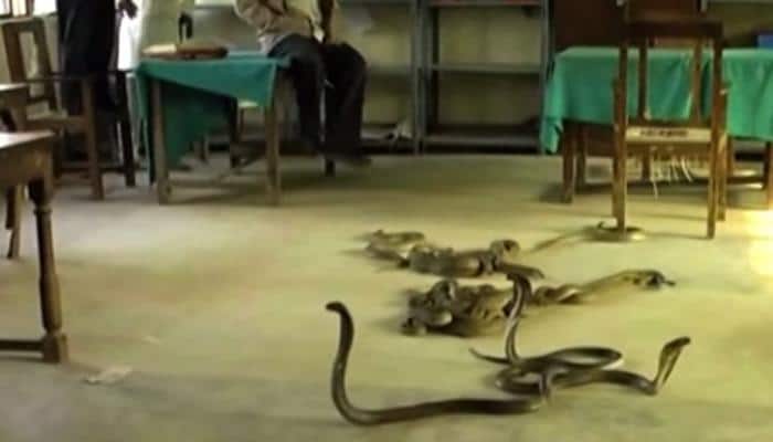 Watch: This farmer 'bribes' babus with bags full of snakes