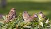 Noise may shorten sparrow lives: Study