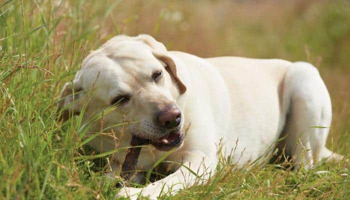 Dogs rely on memory rather than smell at times