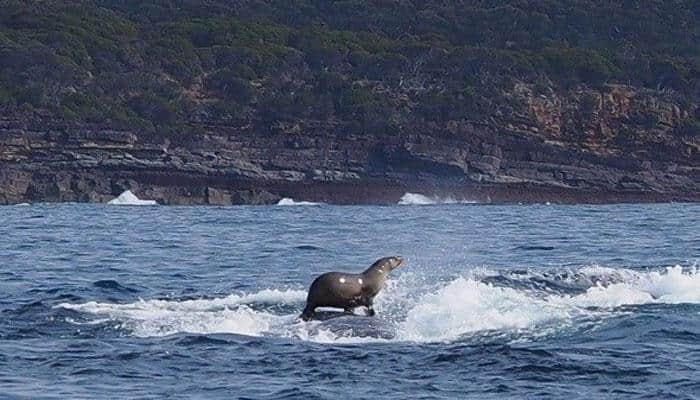 Seal spotted surfing humpback whale in Australia