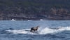 Seal surfing whale