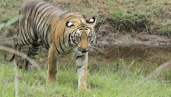 &#039;Tiger safari&#039; in Madhya Pradesh&#039;s three reserves