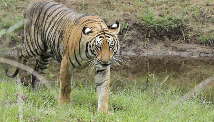 'Tiger safari' in Madhya Pradesh's three reserves