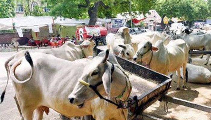 Bombay HC refuses to lift beef ban for Eid festival 