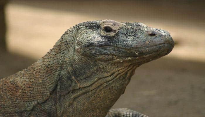 Early Australians fought giant killer lizards