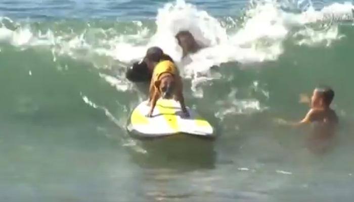 Whoaa! These cool dogs surf to win in California