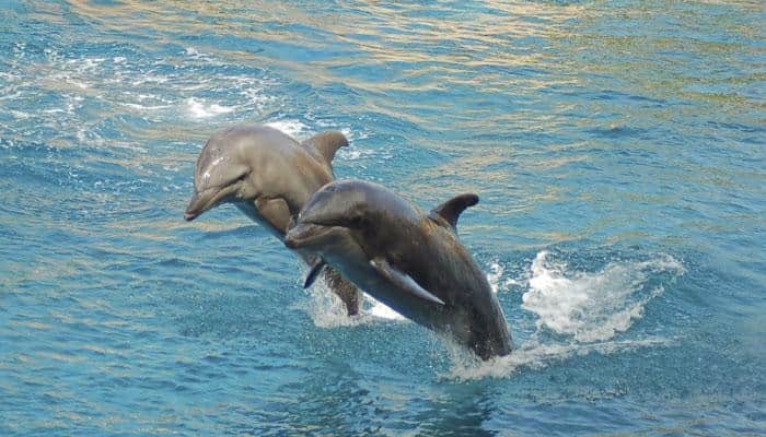 UP govt to conduct Gangetic dolphin survey from Oct 5-8