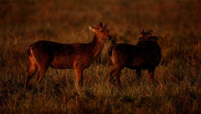 NGT slams Assam govt over delay in report on Kaziranga