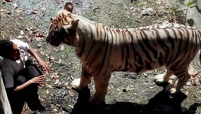Delhi Zoo gets clean chit, report says &#039;tiger-obsessed&#039; youth was killed due to his &#039;misadventure&#039;
