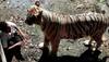 Delhi Zoo gets clean chit, report says 'tiger-obsessed' youth was killed due to his 'misadventure'