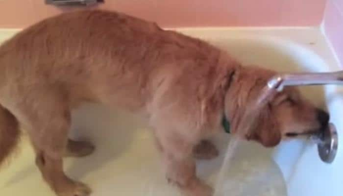 Watch: Puppy giving himself a bath