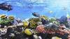 Balanced diet good for corals too: Study