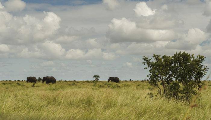 Wildlife Week: Popular sanctuaries in India