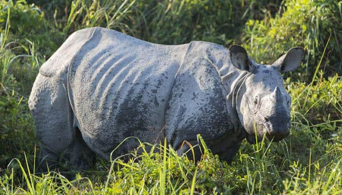 Another rhino killed in Assam&#039;s Kaziranga park