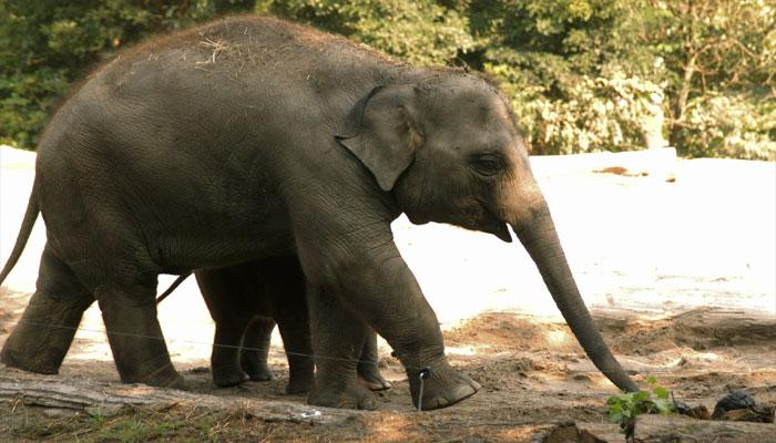Asian jumbos play key role in spreading green cover Asian jumbos play key role in spreading green cover