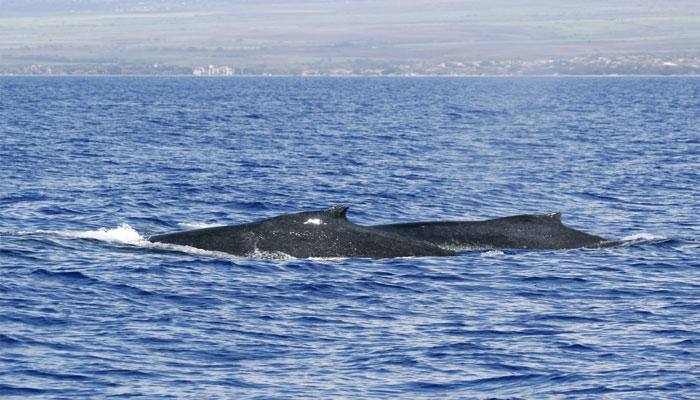 How blue whales plan their feed 'outings'
