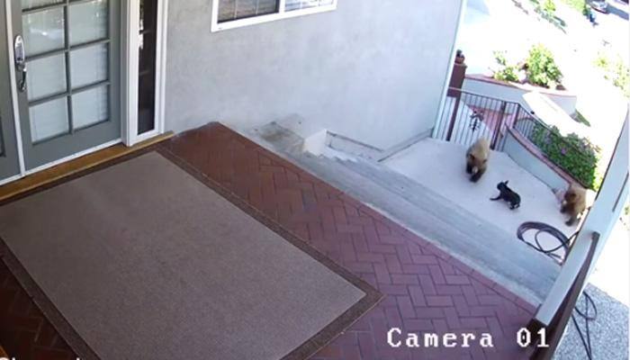 That's guts! Watch how a small dog scares off bears