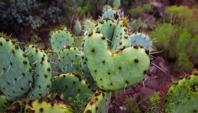 A third of cacti facing extinction: Study