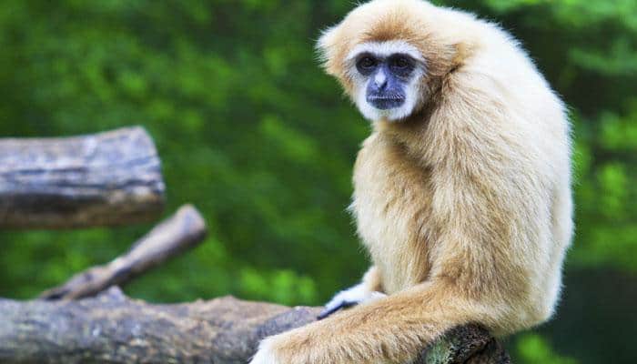 Arunachal launches programme on conservation of gibbons