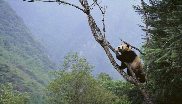 China&#039;s nature reserves flourishing