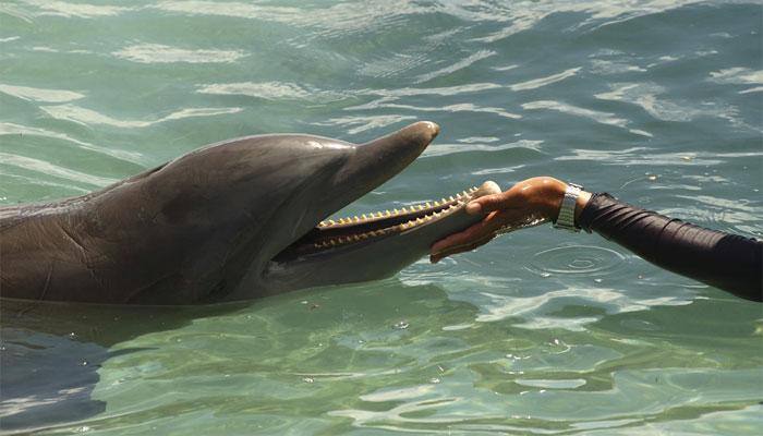 India&#039;s first dolphin community reserve to come up in Bengal