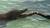 India's first dolphin community reserve to come up in Bengal