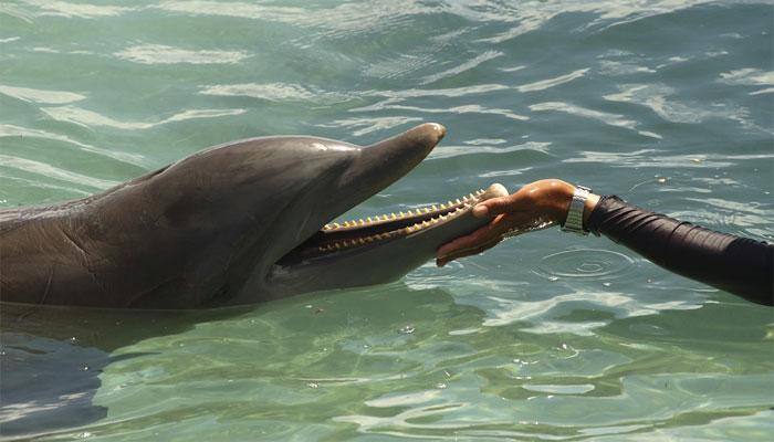India's first dolphin community reserve to come up in Bengal