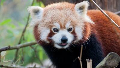 How ecotourism is putting wildlife at risk