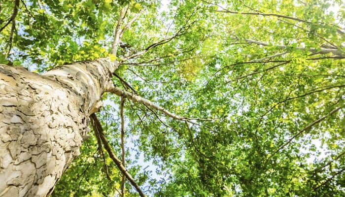 Extinct tree-climbing human was handy with its feet as well