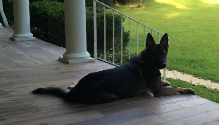 Watch: This dog knows his owner's mood...and more!