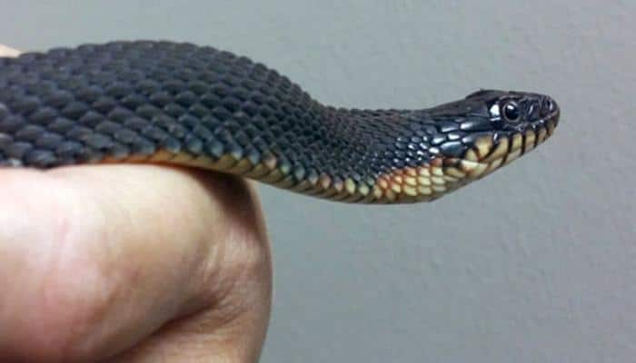 &#039;Jealous&#039; husband parcels live snake to wife&#039;s colleague in Bangalore