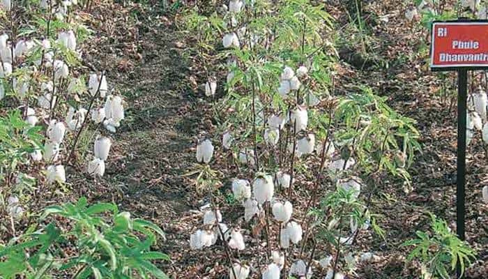 Monsanto India JV sues 8 seed cos over Rs 400-cr 'trait fees'