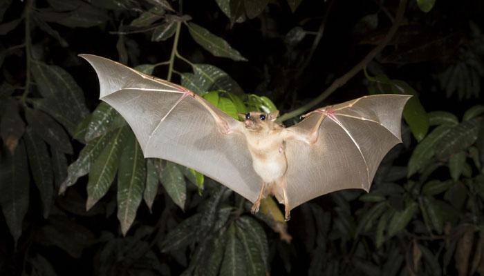 Bats important for survival of rare frog, other species