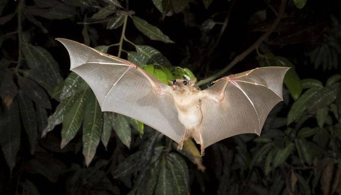 Bats important for survival of rare frog, other species
