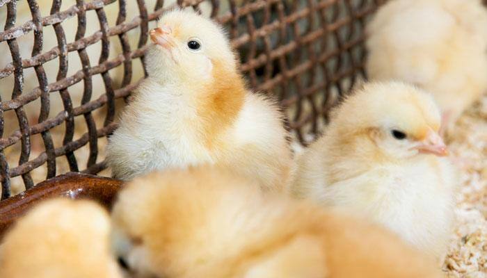 Germany becomes the first nation to ban &#039;chick shredding&#039; 