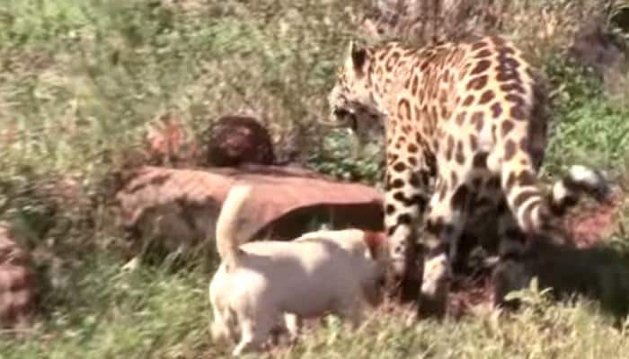 When they met! The amazing tale of friendship between a jaguar and a dog - Watch  