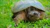 Pig-snouted turtle