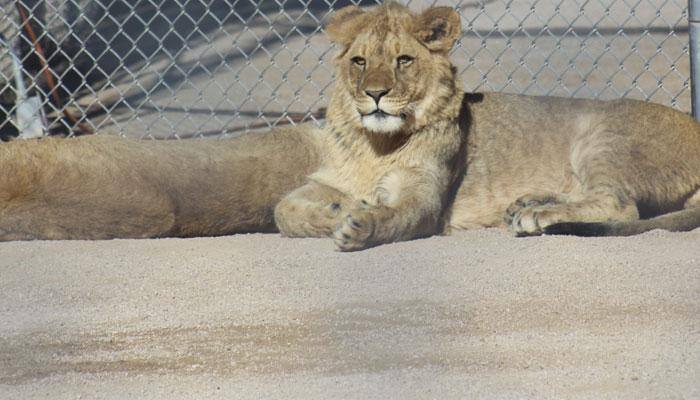 Lions, pride of Africa, vanishing in West Africa